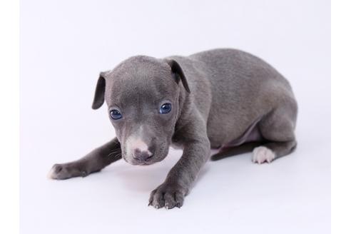 成約済の栃木県のイタリアングレーハウンド(イタグレ)-54770の2枚目