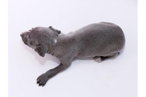 成約済の栃木県のイタリアングレーハウンド(イタグレ)-54770の1枚目