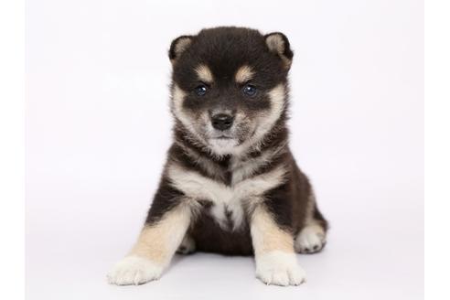 成約済の栃木県の柴犬-54773の3枚目