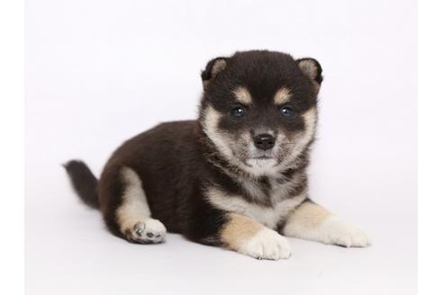 成約済の栃木県の柴犬-54773の2枚目