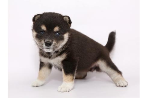 成約済の栃木県の柴犬-54773の1枚目
