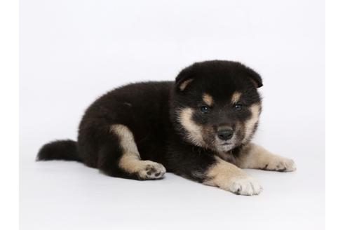 成約済の栃木県の柴犬-54774の2枚目