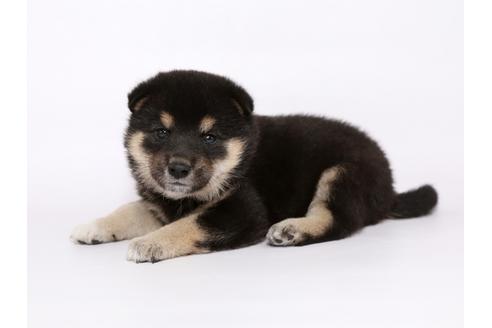 成約済の栃木県の柴犬-54774の1枚目