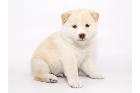 成約済の栃木県の柴犬-54775の2枚目