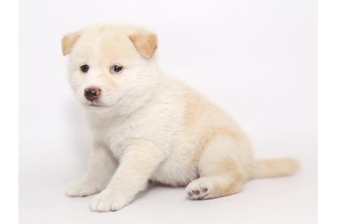 成約済の栃木県の柴犬-54775の1枚目