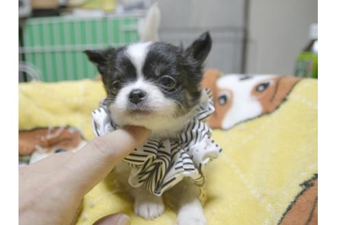 成約済の埼玉県のチワワ(ロングコート)-54784の2枚目
