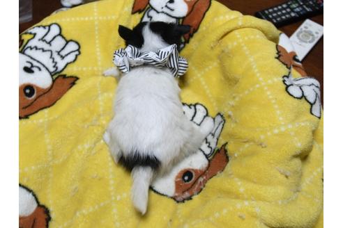 成約済の埼玉県のチワワ(ロングコート)-54784の1枚目