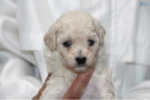 成約済の千葉県のトイプードル-54672の4枚目