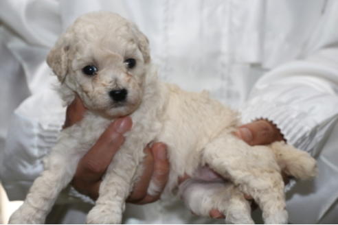 成約済の千葉県のトイプードル-54672の3枚目