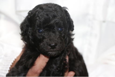 成約済の千葉県のトイプードル-54673の4枚目