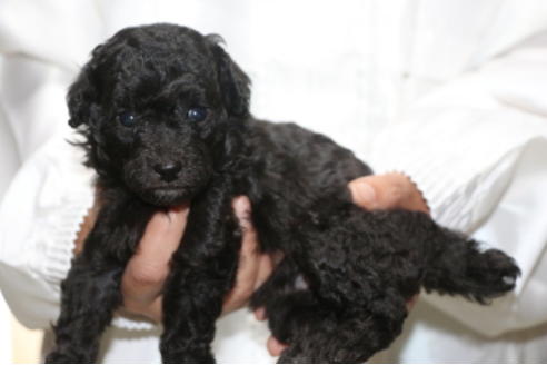 成約済の千葉県のトイプードル-54673の3枚目