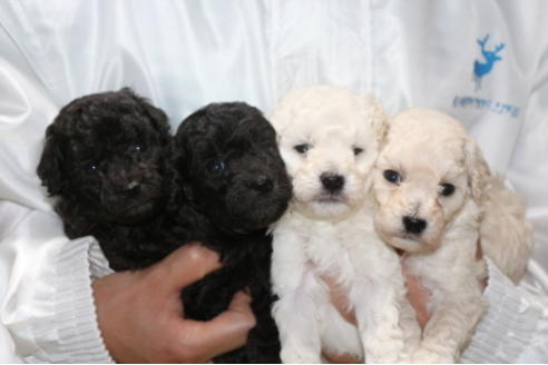 成約済の千葉県のトイプードル-54673の2枚目