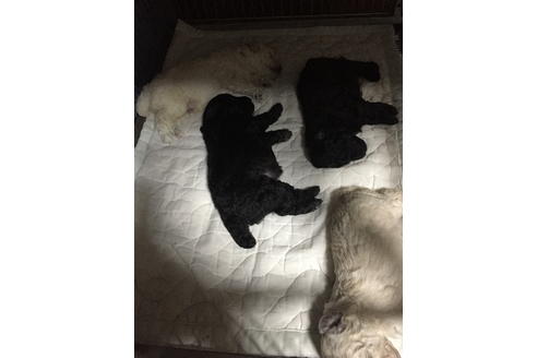 成約済の千葉県のトイプードル-54673の1枚目