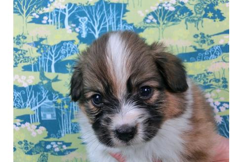 成約済の千葉県のパピヨン-54861の4枚目