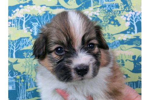 成約済の千葉県のパピヨン-54861の3枚目