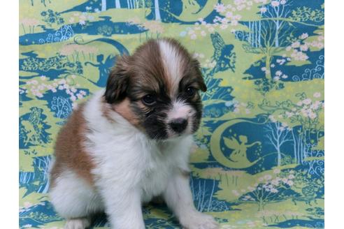 成約済の千葉県のパピヨン-54861の2枚目