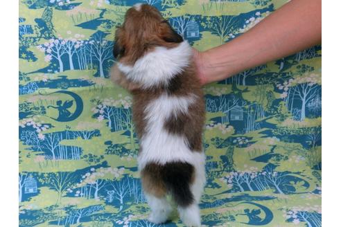 成約済の千葉県のパピヨン-54861の1枚目