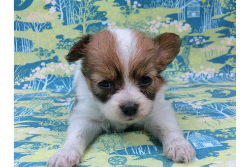 成約済の千葉県のパピヨン-54869の4枚目