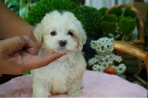 成約済の京都府のマルプー:マルチーズ×トイプードル-54906の3枚目