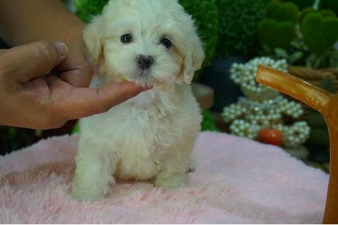 成約済の京都府のマルプー:マルチーズ×トイプードル-54906の1枚目