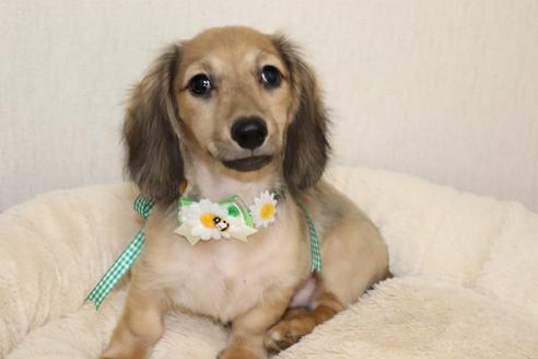 成約済の広島県のミニチュアダックスフンド(ロングヘアード)-53138の1枚目