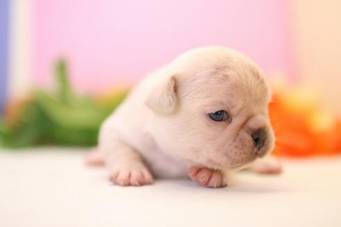成約済の愛知県のフレンチブルドッグ-54967の3枚目