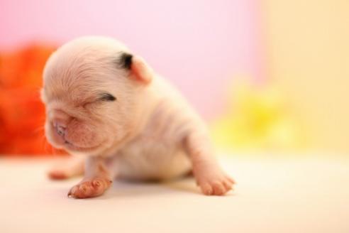 成約済の愛知県のフレンチブルドッグ-54968の1枚目