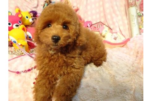 成約済の静岡県のトイプードル-54975の1枚目