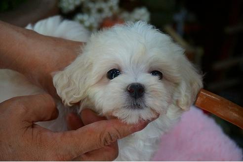 成約済の京都府のマルプー:マルチーズ×トイプードル-55015の3枚目