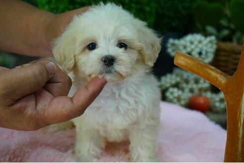 成約済の京都府のマルプー:マルチーズ×トイプードル-55015の2枚目