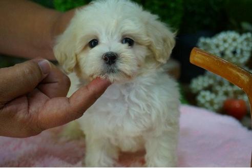 成約済の京都府のマルプー:マルチーズ×トイプードル-55015の1枚目