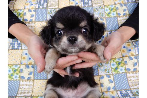 成約済の千葉県のチワワ(ロングコート)-54400の1枚目