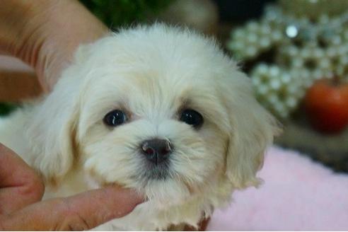 成約済の京都府のマルプー:マルチーズ×トイプードル-55016の3枚目