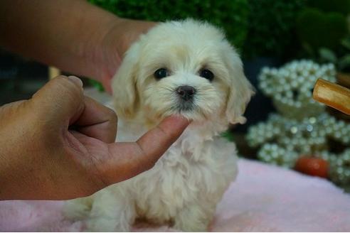 成約済の京都府のマルプー:マルチーズ×トイプードル-55016の2枚目