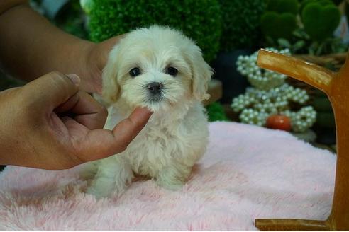 成約済の京都府のマルプー:マルチーズ×トイプードル-55016の1枚目