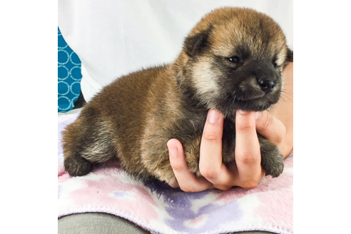 成約済の愛知県の柴犬-55044の3枚目