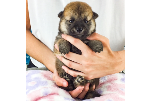 成約済の愛知県の柴犬-55044の2枚目