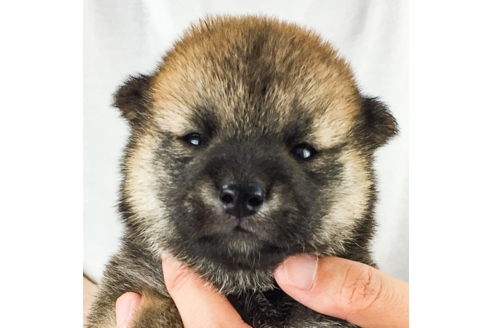 成約済の愛知県の柴犬-55044の1枚目