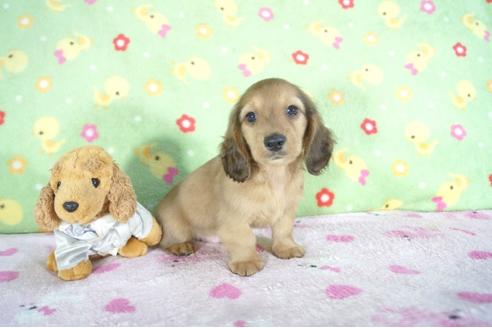 成約済の兵庫県のミニチュアダックスフンド(ロングヘアード)-53941の2枚目