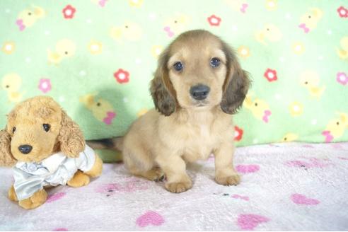 成約済の兵庫県のミニチュアダックスフンド(ロングヘアード)-53941の1枚目