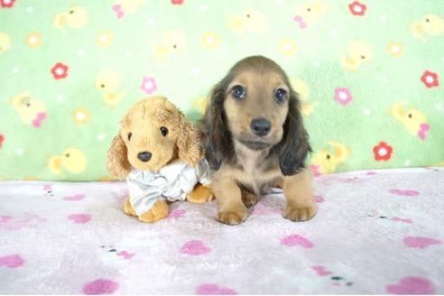 成約済の兵庫県のミニチュアダックスフンド(ロングヘアード)-53944の3枚目