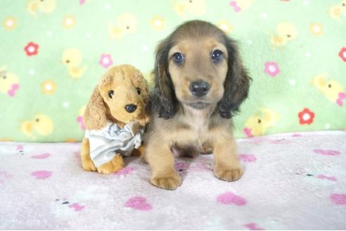 成約済の兵庫県のミニチュアダックスフンド(ロングヘアード)-53944の2枚目