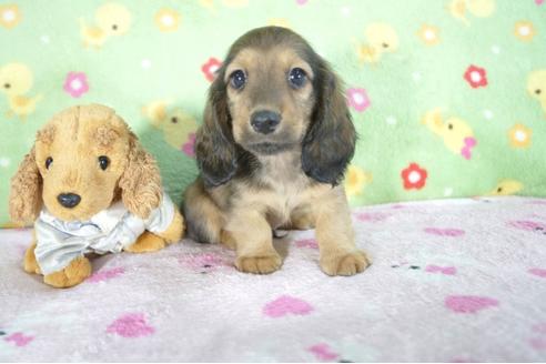 成約済の兵庫県のミニチュアダックスフンド(ロングヘアード)-53946の2枚目