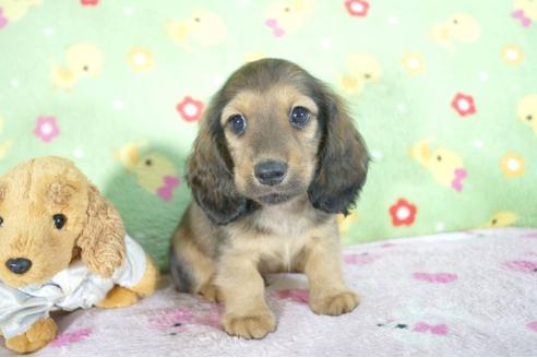 成約済の兵庫県のミニチュアダックスフンド(ロングヘアード)-53946の1枚目