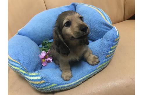 成約済の栃木県のミニチュアダックスフンド(ロングヘアード)-54189の5枚目