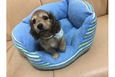 成約済の栃木県のミニチュアダックスフンド(ロングヘアード)-54191の5枚目