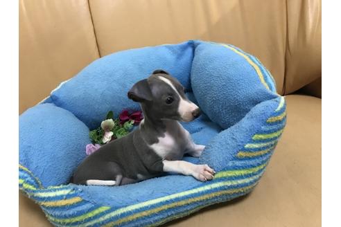 成約済の栃木県のイタリアングレーハウンド(イタグレ)-55071の1枚目