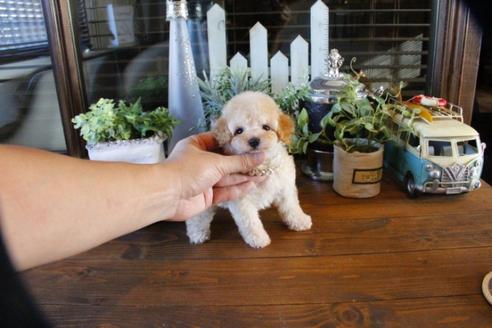 成約済の埼玉県のトイプードル-55073の5枚目