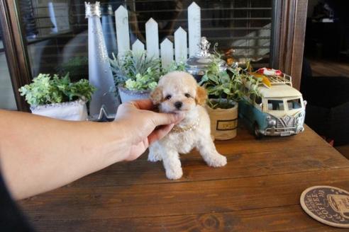 成約済の埼玉県のトイプードル-55073の4枚目