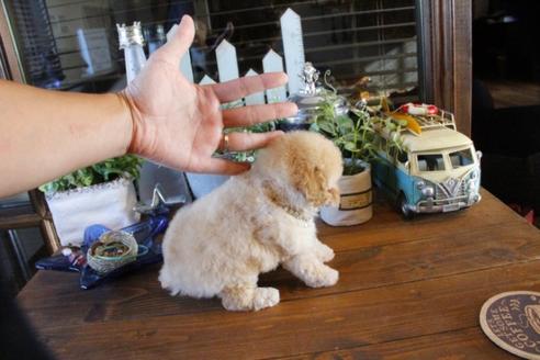 成約済の埼玉県のトイプードル-55073の3枚目